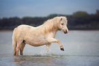 Shetland Pony