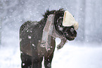 Shetland Pony
