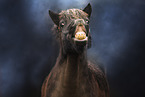 Shetland Pony