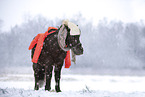 Shetland Pony