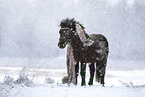 Shetland Pony
