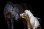 2 horses