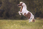 skewbald Shetland Pony
