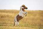 skewbald Shetland Pony