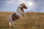 skewbald Shetland Pony