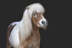skewbald Shetland Pony