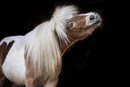 skewbald Shetland Pony
