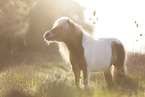 skewbald Shetland Pony