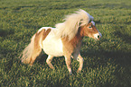 skewbald Shetland Pony