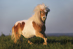 skewbald Shetland Pony