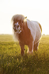 skewbald Shetland Pony