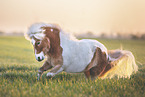 skewbald Shetland Pony