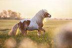 skewbald Shetland Pony