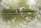 skewbald Shetland Pony