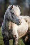 Shetland Pony mare