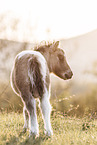 Shetland Pony foal
