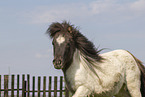 adult Shetland Pony