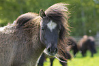 adult Shetland Pony