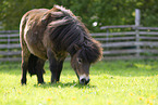 adult Shetland Pony