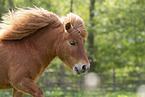 adult Shetland Pony