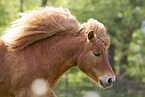 adult Shetland Pony