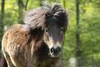adult Shetland Pony