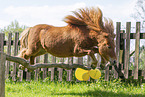 adult Shetland Pony