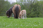 Shetland Ponies