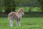 Shetland Pony Foal