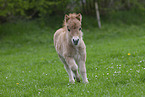 Shetland Pony Foal