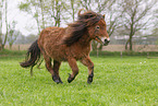 adult Shetland Pony