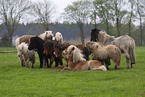 herd of ponies