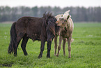 Shetland Ponies
