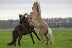 Shetland Ponies