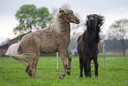 Shetland Ponies