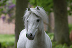 adult Shetland Pony