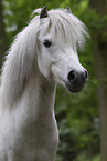 adult Shetland Pony