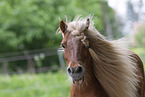 adult Shetland Pony