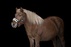 Shetland Pony mare