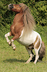 Shetland Pony