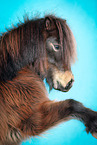 Shetland Pony in studio