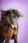 Shetland Pony in studio