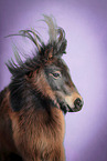 Shetland Pony in studio