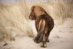 Shetland Pony