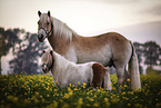2 Ponies