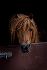 Shetland Pony
