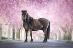 Shetland Pony