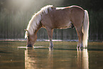 Shetland Pony