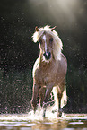 Shetland Pony