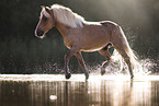 Shetland Pony